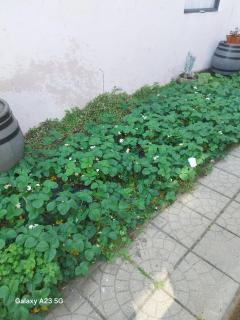 Repi-Tár apartman - Szolnok - 4