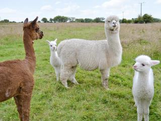 The Stables- Osb - Penbryn - 7