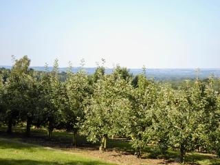 Cox Cottage - Pqqq - Pembury - 1
