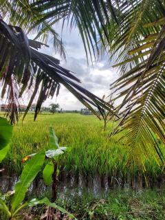 Jemma Villa - Ubud - 5