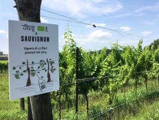 Agriturismo Borgo dei Sapori-Vini Bio Irene Cencig - Cividale del Friuli - 5
