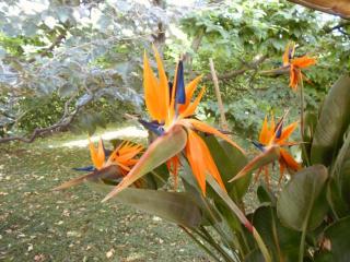 Nippon Tranquillity - Carobbio degli Angeli - 5