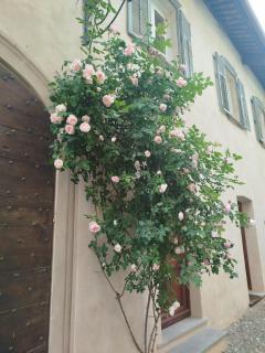 La Casa della Rosa - Saluzzo - 0