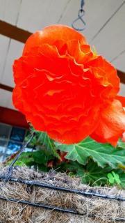 Bioziell ecohotel - Guarne - 4