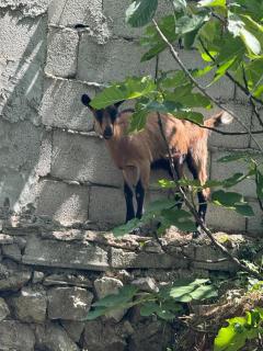 Bujtina Mazrrekut - - 7