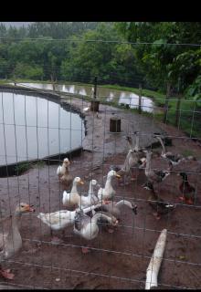 Rancho feliz - Riozinho - 4