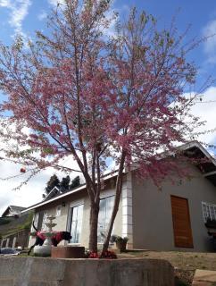 Casa Romântica em Campos do Jordão - 4