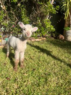 Bird Paradise & mini farm - Bendigo - 9