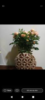 Rose house - - 2