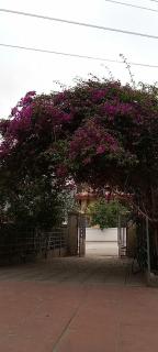 Rose house - - 0