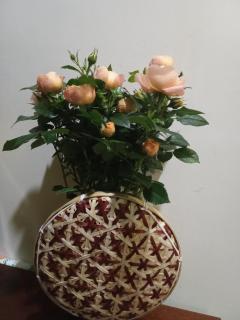 Rose house - - 1
