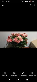 Rose house - - 0
