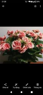 Rose house - - 4