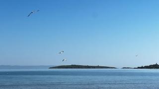 Summer Mood, Forest Feeling in Sozopol - 7