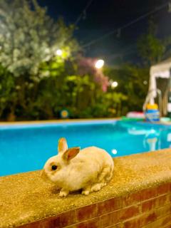Madie's Place B&B with Private Pool in Santa Rosa near Enchanted Kingdom - Santa Rosa - 3