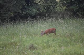 Domek Mobilny w Górach Sokolich - 3