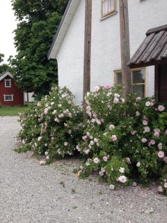 Mallas Stenstugu B&B - Visby - 9