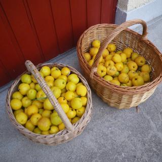 Mallas Stenstugu B&B - Visby - 2