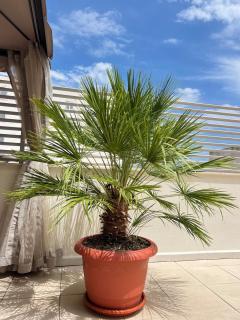 Piso con terraza a 5 min del mar - Alcanar - 7