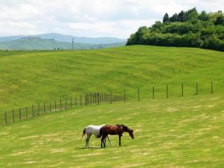 Traditional Farmhouse in Toscana with Swimming Pool - San Lorenzo a Merse - 4