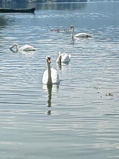 Kuća-Zvorničko jezero - Mali Zvornik - 9