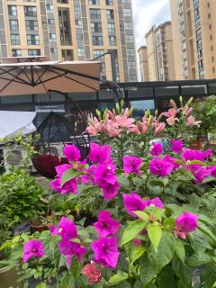 Zhangjiajie Borui Hotel - Tianmen Mountain 张家界天门山泊睿庭院酒店 - Zhangjiajie - 6
