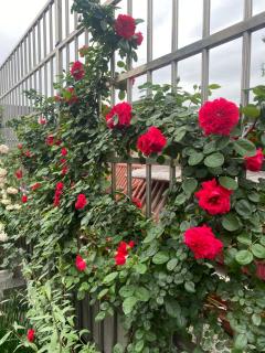 Zhangjiajie Borui Hotel - Tianmen Mountain 张家界天门山泊睿庭院酒店 - 7