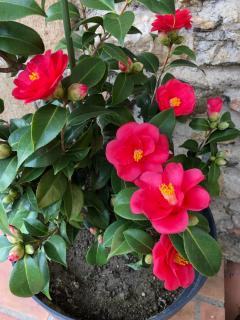 Gîte Le Cèdre - Beauchastel - 8