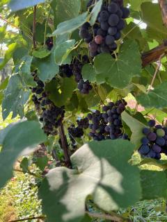 Maria's Orchard Cottage - Nature Retreat in Slovenia - 7