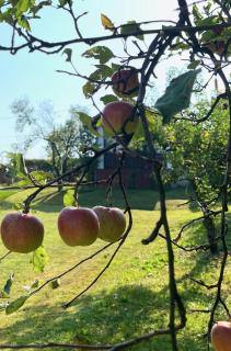 Maria's Orchard Cottage - Nature Retreat in Slovenia - 8