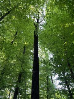 Maria's Orchard Cottage - Nature Retreat in Slovenia - 5