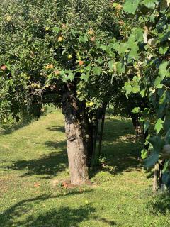 Maria's Orchard Cottage - Nature Retreat in Slovenia - Rogaška Slatina - 9