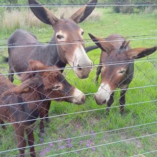 Antelope Farm Events - Pretoria - 7