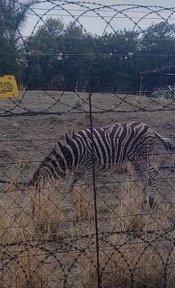 Antelope Farm Events - Pretoria - 5