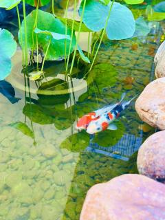 Tràng An Sunny River Homestay - Ninh Binh - 4