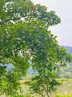 Tràng An Sunny River Homestay - Ninh Binh - 6