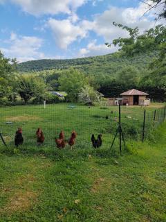 Gîte au coeur du Plantaurel - - 1