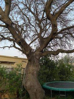 The old Oak tree by the Banias river - 3