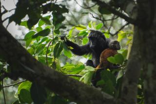 Stay Together - Tetebatu - 1