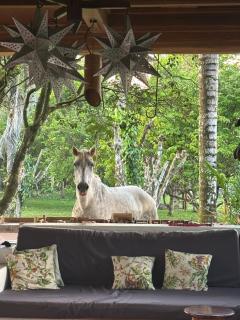 Eco Lodge near Corcovado, 400m to Beach on a Peaceful Private Reserve - Agujas - 9