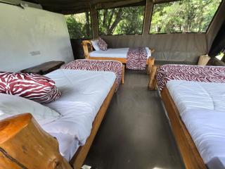 Wild Nest Mara camp - Masai Mara - 7