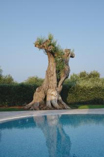 L'Ulivo Bed and Breakfast - 5