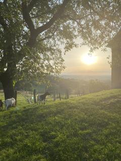 Chambres d'hôtes - Le Jardin de la Guionie - 1