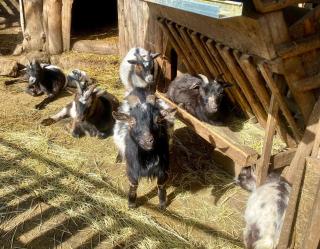 Ubytování na farmě - Kladruby - 6