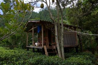 Pekoe Path Lodge - - 7