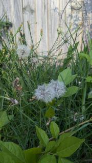 Tranquil Retreat -short walk to Train Station - Ringwood East - 9
