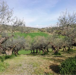 Antico Frantoio - Country House - Pianella - 4