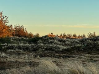 Architect-Designed Gem In North Jutland Dunes - Pandrup - 6