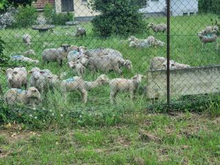 Chez Marilou - Arcens - 4