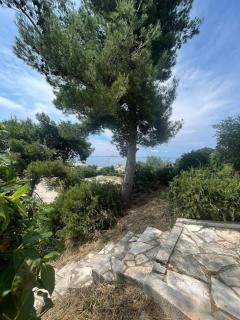 Mediterranean oasis - Split - 1